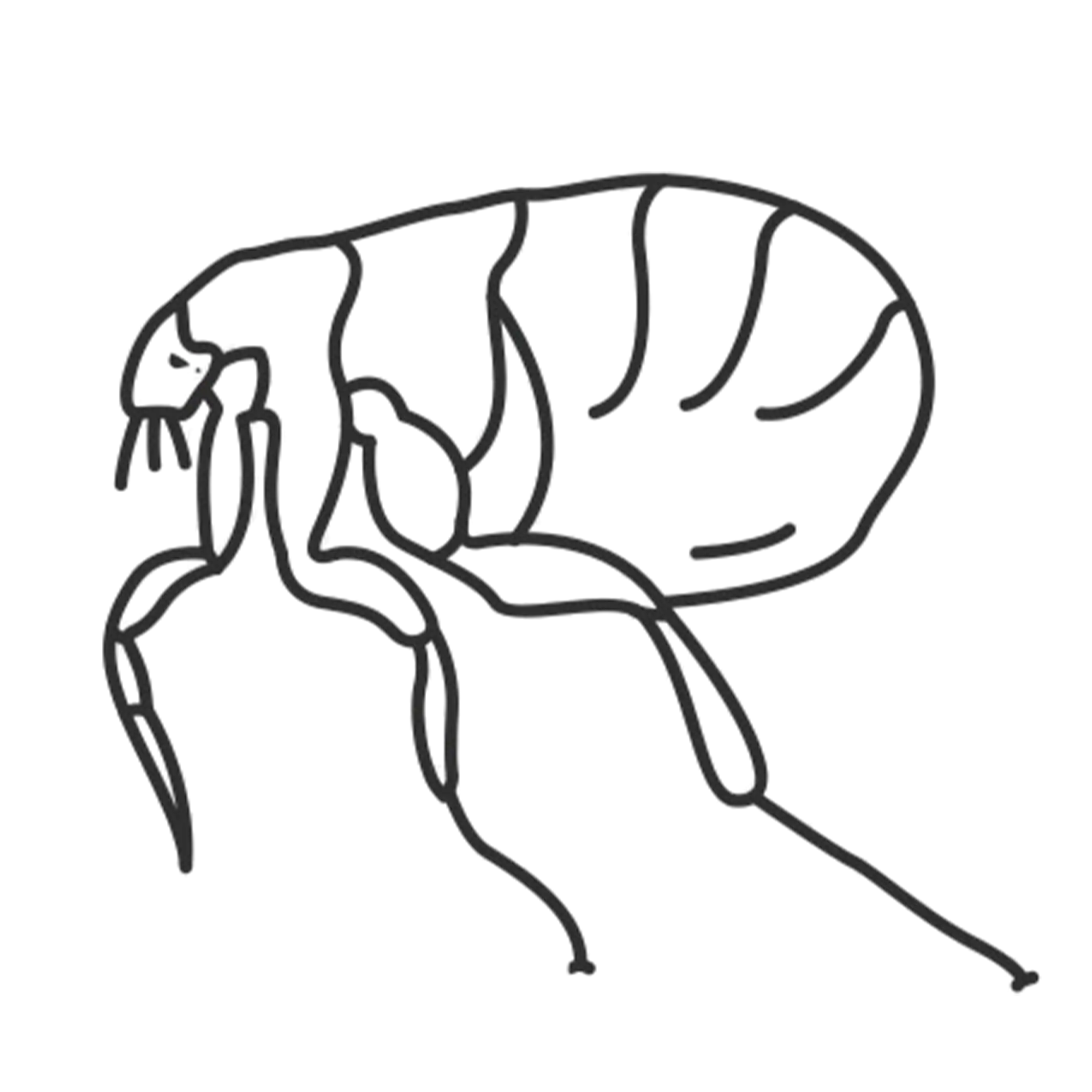 Flea and tick removal service protecting pets in Central Alabama